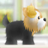 Pet-grooming Studio