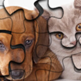 Teka-Teki Kucing vs Anjing
